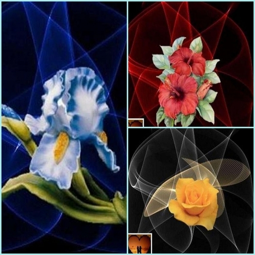 6346301 - poze flori