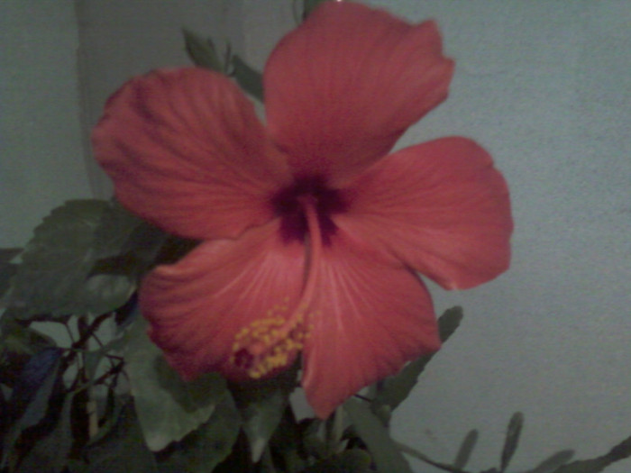 my pictures- octombrie 2011 127 - hibiscus