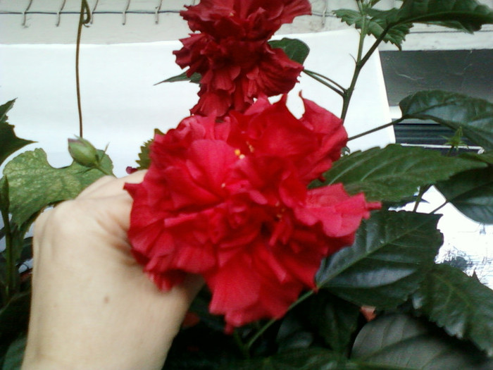 my pictures- octombrie 2011 013 - hibiscus