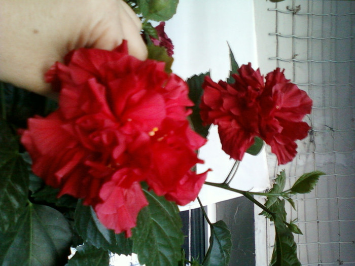 my pictures- octombrie 2011 014 - hibiscus