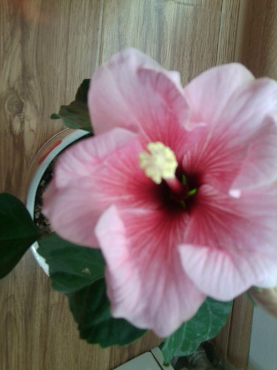 Fotografie1782 - hibiscusi-2012-1