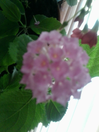 Fotografie1795 - flori de interior