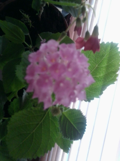 Fotografie1796 - flori de interior