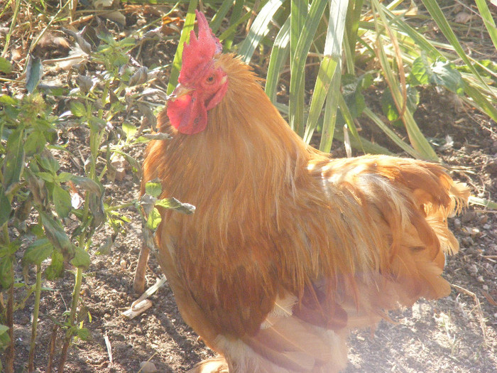 DSCF3253 - B Cochinchina pitic galben de vinzare