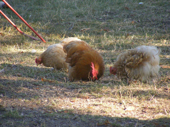 DSCF3289 - B Cochinchina pitic galben de vinzare