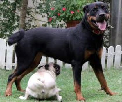 5 - rottweiler