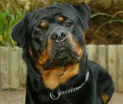 6 - rottweiler