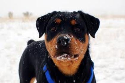 7 - rottweiler