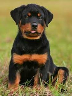 8 - rottweiler