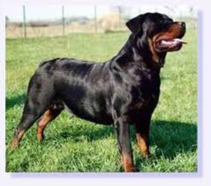 9 - rottweiler