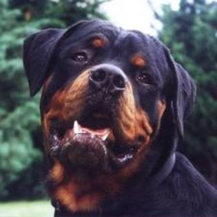 10 - rottweiler