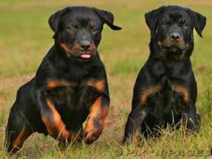 11 - rottweiler