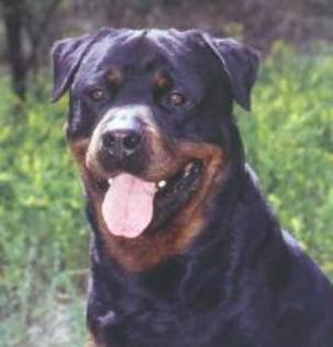 12 - rottweiler