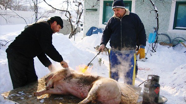 CNV00141 - PORCI CARE AU FOST TAIATZI DE CRACIUN