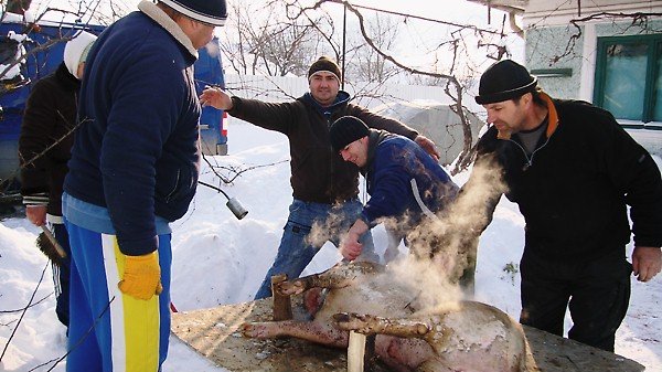 CNV00143 - PORCI CARE AU FOST TAIATZI DE CRACIUN