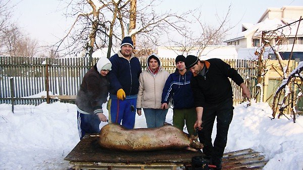 CNV00146 - PORCI CARE AU FOST TAIATZI DE CRACIUN