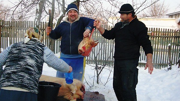 CNV00156 - PORCI CARE AU FOST TAIATZI DE CRACIUN