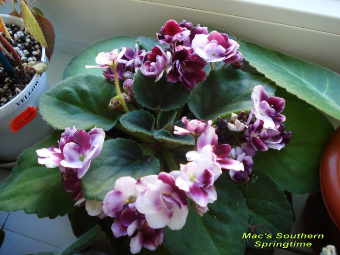 Mac s Southern Springtime - Violete