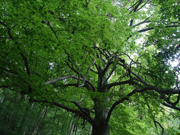 Rezervatia Cheile Nerei-Beusnita - Cheile Nerei-Beusnita