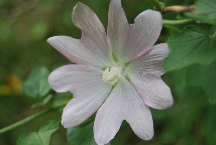 Rezervatia Cheile Nerei-Beusnita