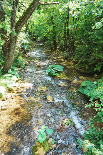 Rezervatia Cheile Nerei-Beusnita