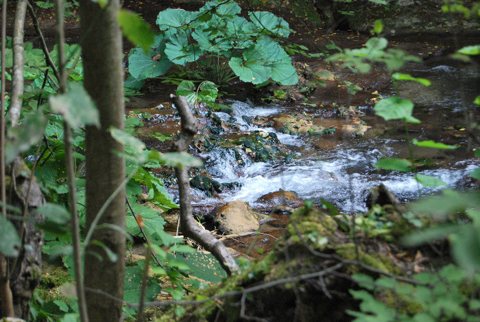 Rezervatia Cheile Nerei-Beusnita