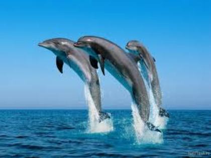 5 - delfini