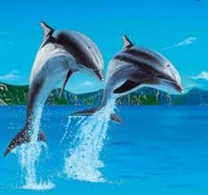 30 - delfini