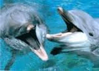 a - delfini