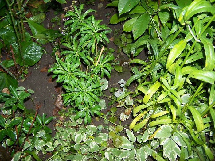 100_9872 - Mica jungla