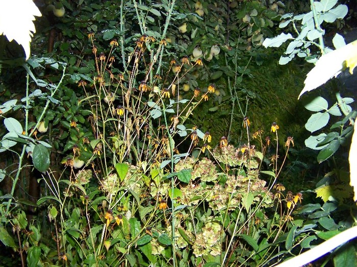 100_9892 - Mica jungla