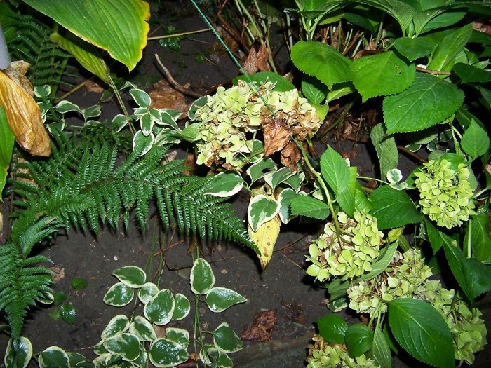 100_9893 - Mica jungla