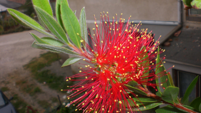 octombrie 2011 184 - callistemon pierdut