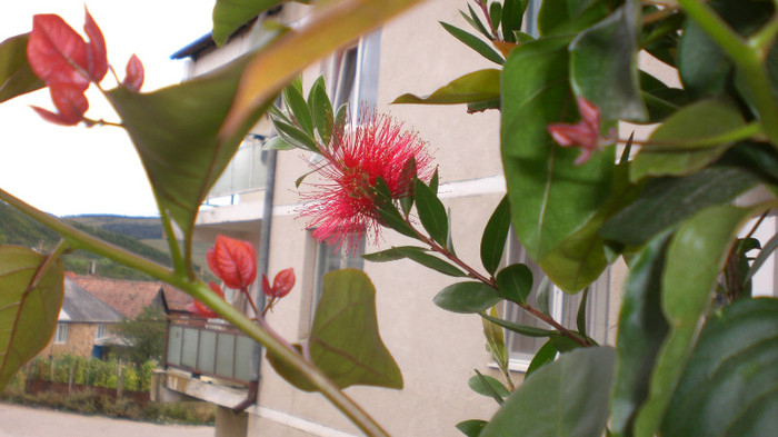 octombrie 2011 211 - callistemon pierdut