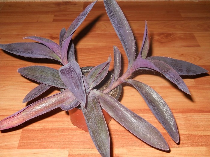 eu nu stiu cum ma cheama