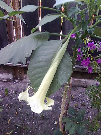 Imagine1489 - Brugmansia