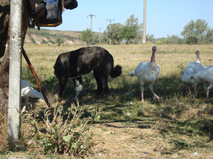 358 - septembrie 2011