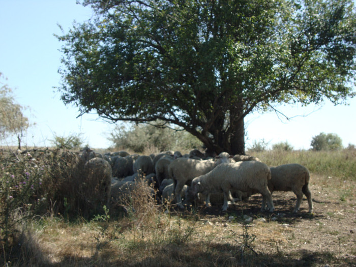 367 - septembrie 2011