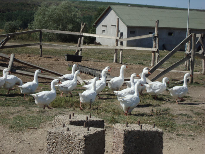 371 - septembrie 2011