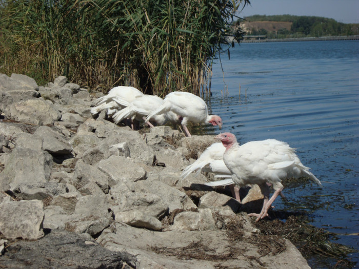 380 - septembrie 2011