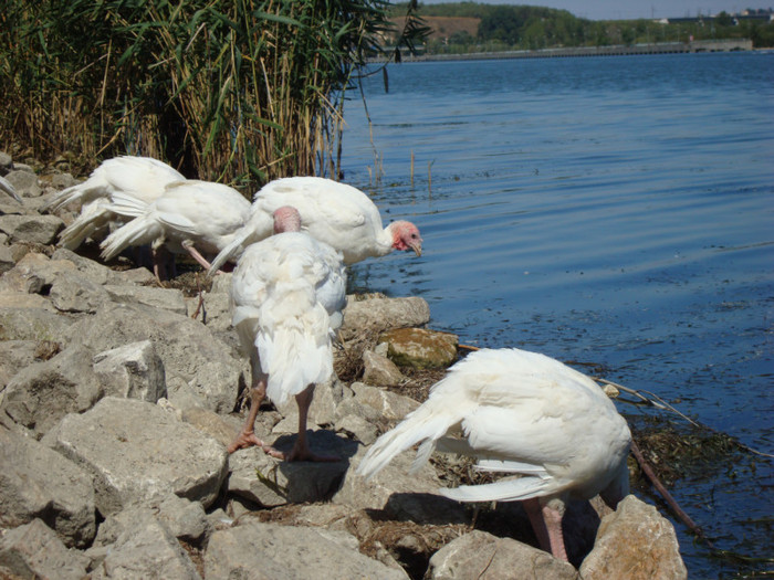 382 - septembrie 2011