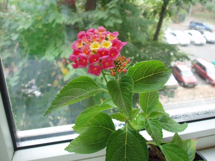 PA224343 - Lantana