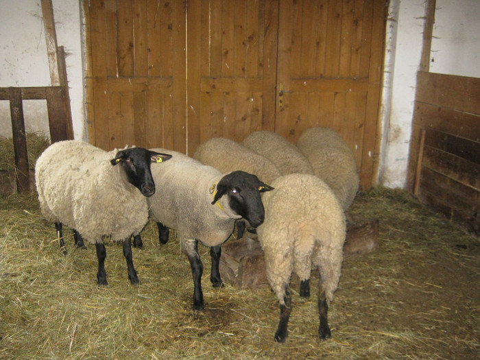 paul fericit de noile gagici