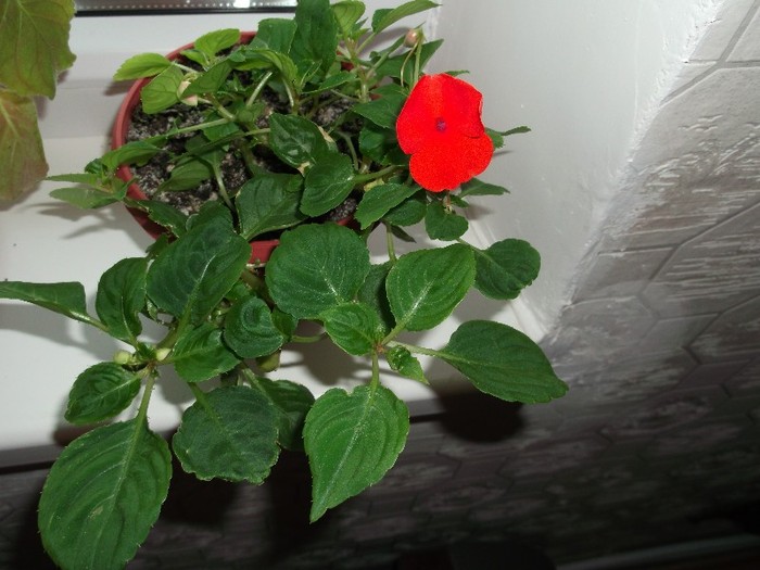 CINE A INFLORIT ??? - FLORI DIVERSE