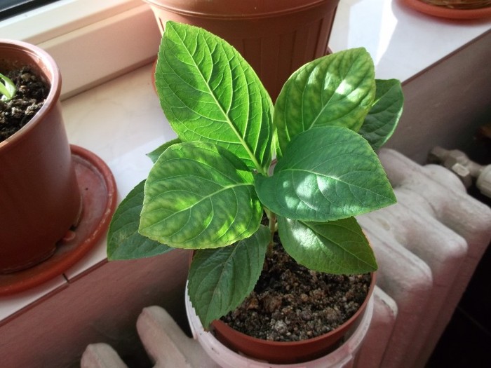 hortensia roz(hidrangea)