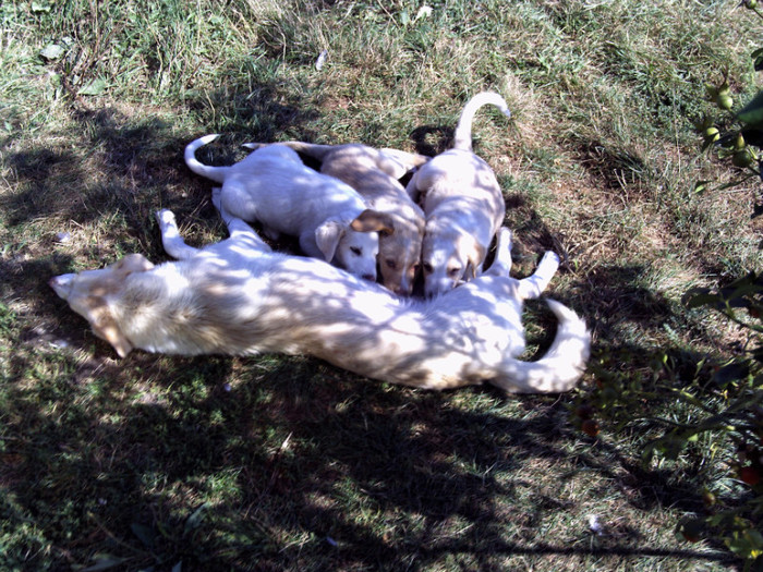 selectie poze 019 - tineret canin