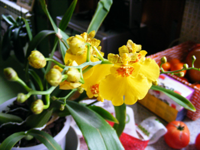 DSCF3940 - Oncidium dancing lady