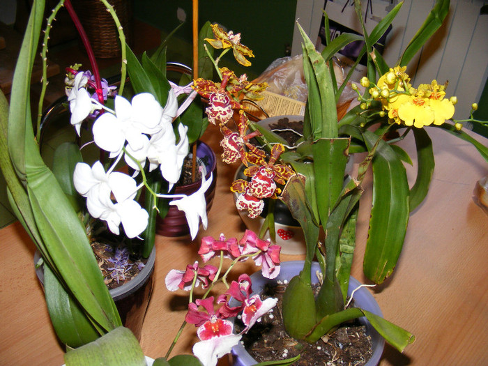 DSCF3920 - Miltonidium-Miltoniopsis