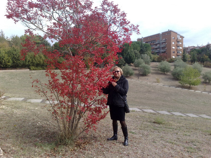 asa aratà parcul dupà o varà cu 40°