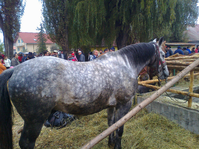 Fénykép0255 - Oct 22 TIRG LA GHEORGHENI